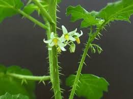 Image result for Solanum capsicoides