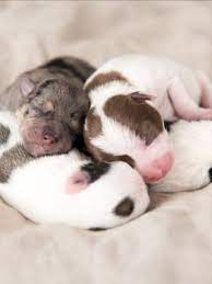 12 Interesting Facts About Newborn Puppies Newborn Puppies Newborn And Dog Puppy Facts
