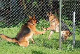 The flip side to this is that although backing off from a growling dog is the safe thing to do — our behavior at that moment then tells the dog i win! Aggressive Behavior German Shepherds Don T Have To Go Hand In Hand Shepped Com