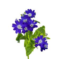 Image result for Pericallis