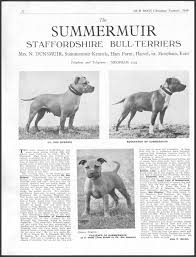 American Staffordshire Bull Terrier Black And White Staffordshire Bull Terrier Our Dogs Vintage 1949 Breed Kennel Staffordshire Bull Terrier Staffy Bull Terrier Staffordshire Dog