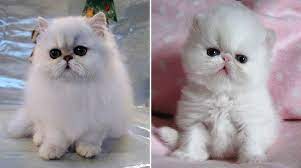 Melihat kucing peak longhair dan exotic di teras petshop jangan lupa subscribe like share. 12 Tips Penting Merawat Anak Kucing Flatnose Usia 2 Bulan Yoadit Com