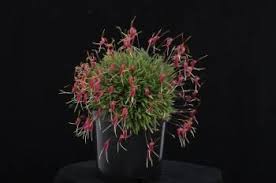 Image result for Triceratella