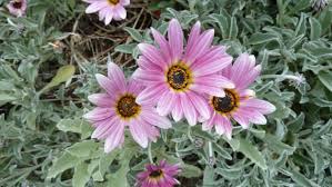 Image result for Artabotrys stolzii