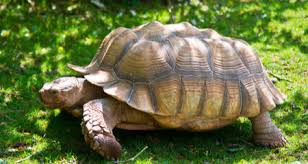 african sulcata tortoise geochelone sulcata species