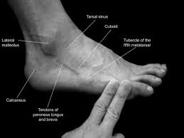 Anatomy Of The Human Foot Sciencedirect