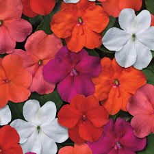 Image result for Impatiens assurgens