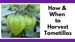We did not find results for: When And How To Pick Tomatillos Together Time Family