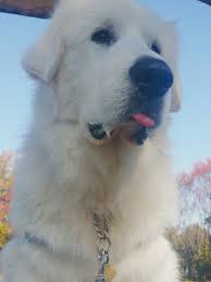 Elfの Akbash Dog Dogs Akbash