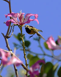 We did not find results for: Sriganti Si Burung Madu Cantik Yang Rentan Diperdagangkan Mongabay Co Id Mongabay Co Id