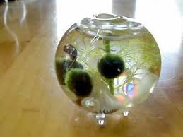 Do people usually consider ramshorn snails pests? Nano Marimo Moss Balls And Snails In Tiny Orb Eco Sphere Youtube