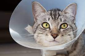 What Age Should You Spay Or Neuter Your Cat Falls Road Animal Hospital Baltimore Vet