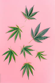 ✓ free for commercial use ✓ high quality images. Green Marijuana Leaves On Pink Background By Cameron Zegers