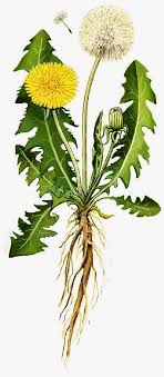 On The Turning Away Dandelion Flower Drawing Dandelion Plant