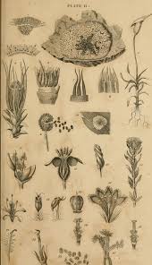 Image result for Tragus pedunculatus