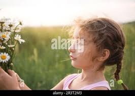 Daisy or chamomile flowers bouquet