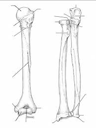 Key.' carotid canal coronal suture ethmoid bone external occipital protuberance foramen lacerum foramen magnum foramen ovale frontal bone edwnq'p'iep'n glabella. Blank Diagrams Harvey S A P
