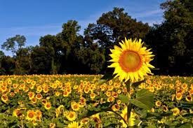 5 sunflower fields to visit in maryland girasoles