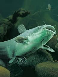 North American Channel Catfish Desktop Nexus Wallpapers Catfish Fishing Freshwater Catfish Channel Catfish