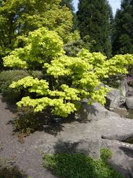Acer Shirasawanum Aureum Japanischer Gold Ahorn In Strauchform Gartenpflanzen Pflanzen Ziergeholze