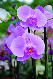 Visualizza altre idee su fiori, immagini, composizioni floreali. Orchidea Phalaenopsis Viridea Fiori Orchidea Fiori Tropicali Orchidea