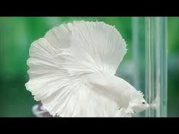 Types of betta fish halfmoon team super blue color. Full Moon White Betta Fish Youtube