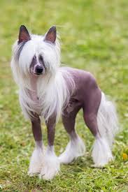 Earlier names of the crested include chinese hairless, the chinese edible dog, the chinese ship dog, and the chinese royal hairless. Chinese Crested Dog Breed Information Characteristics Daily Paws