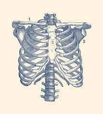 Don't just draw a generic rib cage shape in there. Shoulder And Rib Cage Diagram Vintage Anatomy Poster Drawing By Vintage Anatomy Prints