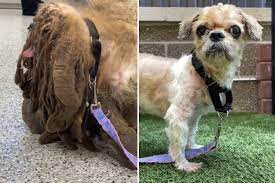 This is the price you can expect to budget for a shih tzu with papers but without breeding rights nor show quality. Rescue Dog Transformed After Losing Over 6lbs Of Matted Fur