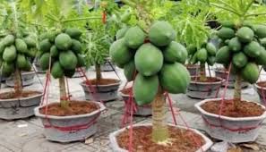 Uau Mamao Anao Plantado Em Espaco Pequeno Xapuri Info