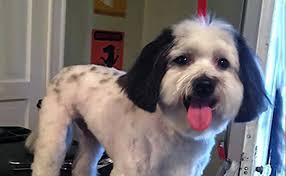 4,836 likes · 2 talking about this. Top 8 Amazing And Aristocratic Shih Tzu Haircuts Petmoo