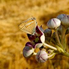 Image result for Oedina congdoniana