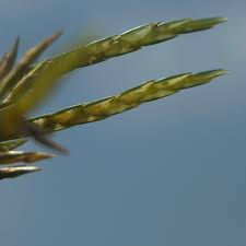 Image result for Cyperus tenuiculmis