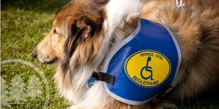We did not find results for: Service Animals In Hoas What Does The Law Say Cmg