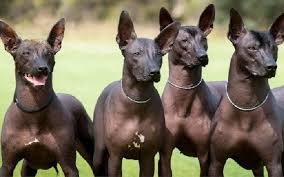 In this lesson, you will learn a list of common animals that start with x in english with esl picture and example sentences to help you enhance your vocabulary words. Dog Breeds That Start With X Archives Doglime