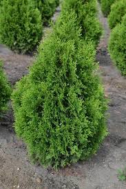 Arborvitae Holmstrup Thuja Occidentalis Holmstrup Height 5 6 Width 2 3 Full Sun To Part Shade A Slow Growing Dwarf Pyramida Giardino