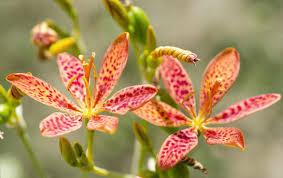 Tools & equipment • books • fertilisers & soil improvers • fruit & vegetable cages Blackberry Lily Plant Care Growing Guide