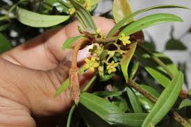 Image result for Secamone