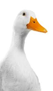 I'm duck im a double amputee rescue. Br Tomassen Qualitatsenten Fur Pekingenten Und Entenprodukte