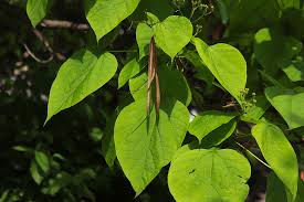 Image result for Catalpa