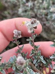 Image result for Syncolostemon elliottii