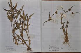 Image result for Cyanotis lanata