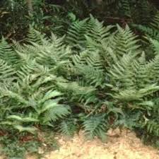 Image result for Dryopteridaceae
