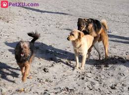 Determine the type of dogs you want to start breeding. How To Breed Dogs Strategies Choose A Mate When Prepare What To Do When Your Female Dog Mating Petxu