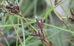 Image result for Schoenus