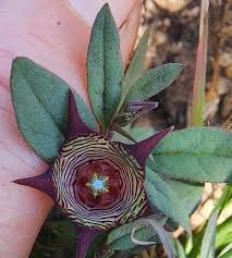 Image result for Brachycorythis lastii