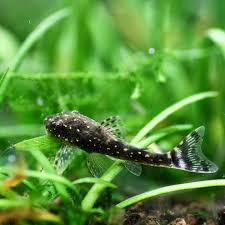 Image result for Pachycarpus lineolatus