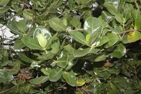 Image result for Gardenia resinifera