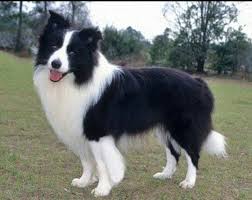 Discover And Share The Most Beautiful Images From Around The World With Images Smartest Dog Breeds
