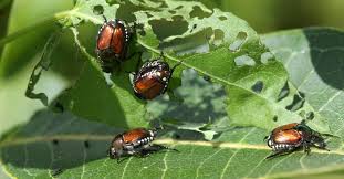 Risk maps covering contiguous us, for the asian longhorned beetle (. Priority Plant Pests In The Eu 5 Things You Need To Know European Food Safety Authority